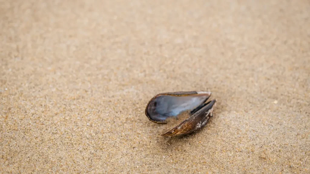 Mussel shell on sand