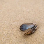 Mussel shell on sand
