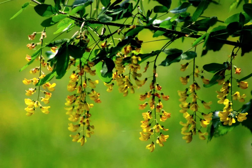 Cytisus laburnum plant