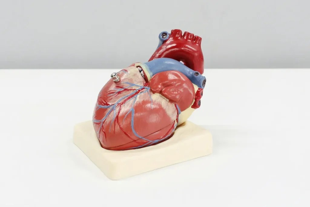 Anatomical heart model
