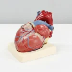 Anatomical heart model