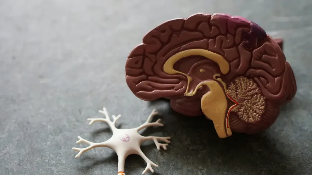 Brain and neuron plastic models